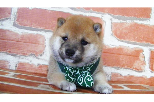 成約済の福岡県の豆柴-134972の12枚目