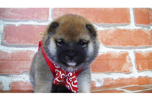 成約済の福岡県の豆柴-134982の11枚目