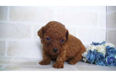 成約済の福岡県のティーカッププードル-134990の7枚目