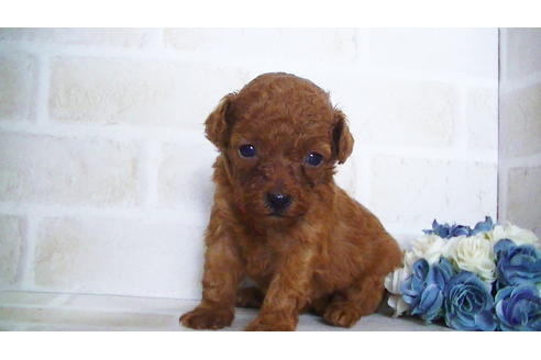 成約済の福岡県のティーカッププードル-134990の6枚目