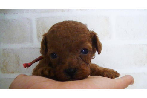 成約済の福岡県のティーカッププードル-134990の5枚目