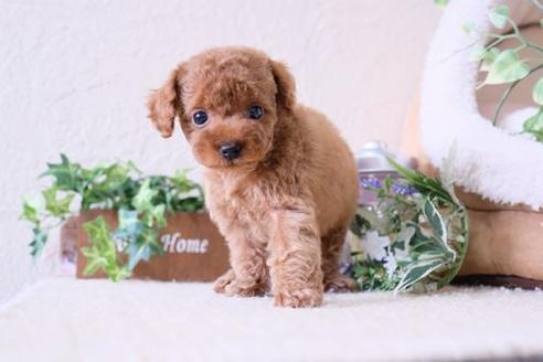 成約済の滋賀県のトイプードル-135511