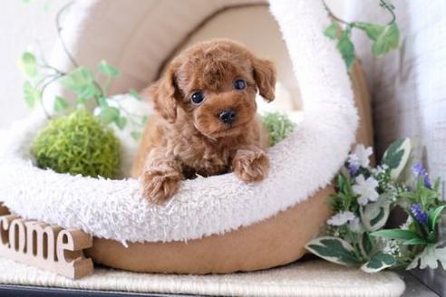 成約済の滋賀県のトイプードル-135511の5枚目