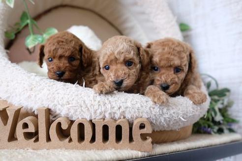 成約済の滋賀県のトイプードル-135511の4枚目