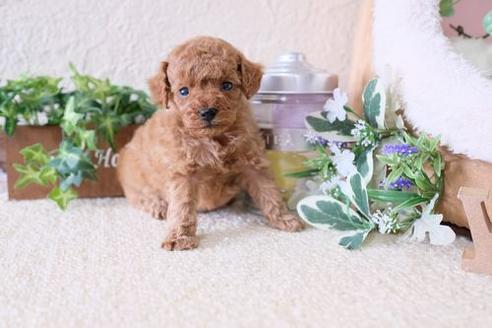 成約済の滋賀県のトイプードル-135511の3枚目