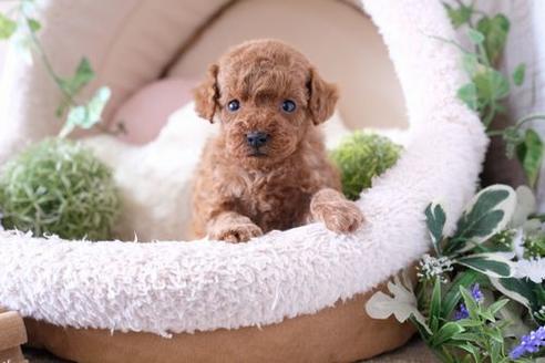 成約済の滋賀県のトイプードル-135511の2枚目