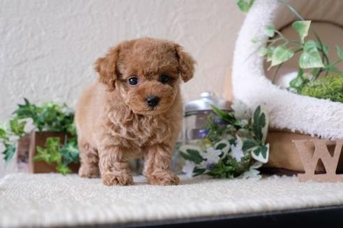 成約済の滋賀県のトイプードル-135513の1枚目