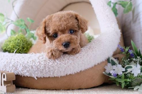 成約済の滋賀県のトイプードル-135513の5枚目