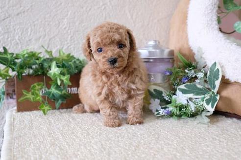 成約済の滋賀県のトイプードル-135513の3枚目