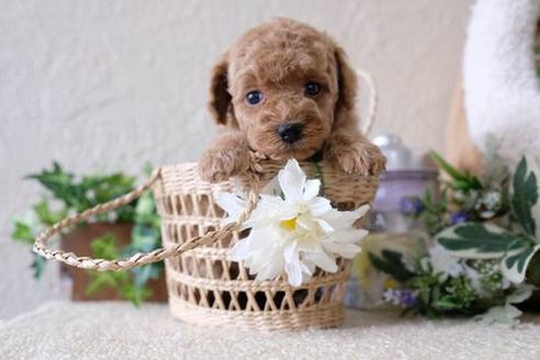 成約済の滋賀県のトイプードル-135513の2枚目