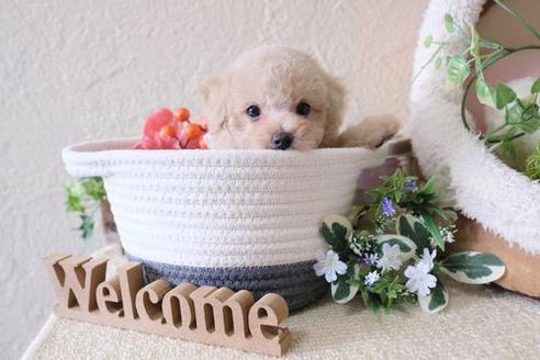 成約済の滋賀県のトイプードル-135515