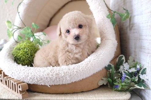 成約済の滋賀県のトイプードル-135515の5枚目