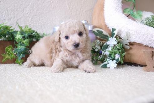 成約済の滋賀県のトイプードル-135515の3枚目