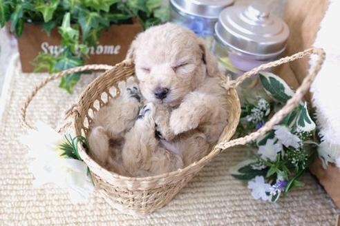 成約済の滋賀県のトイプードル-135515の2枚目