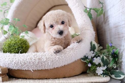 成約済の滋賀県のトイプードル-135516