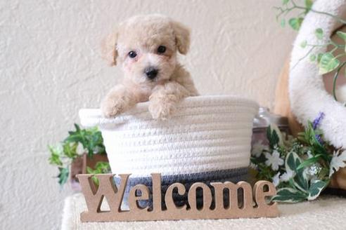 成約済の滋賀県のトイプードル-135516の5枚目