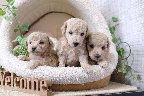 成約済の滋賀県のトイプードル-135516の4枚目