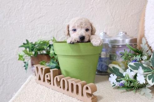 成約済の滋賀県のトイプードル-135516の3枚目