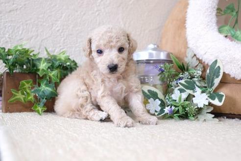 成約済の滋賀県のトイプードル-135516の2枚目