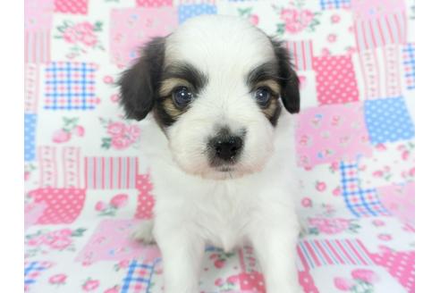 成約済の千葉県のパピヨン-137019の4枚目