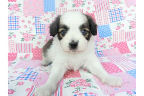 成約済の千葉県のパピヨン-137019の3枚目