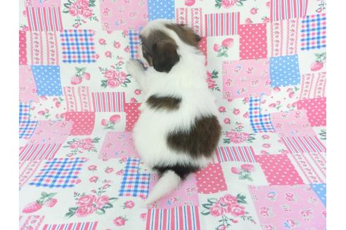 成約済の千葉県のパピヨン-137019の2枚目