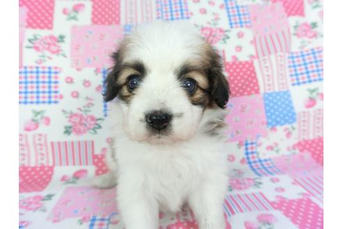 成約済の千葉県のパピヨン-137017の4枚目