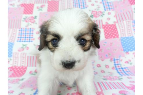 成約済の千葉県のパピヨン-137017の3枚目