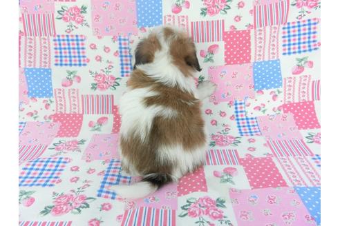 成約済の千葉県のパピヨン-137017の2枚目