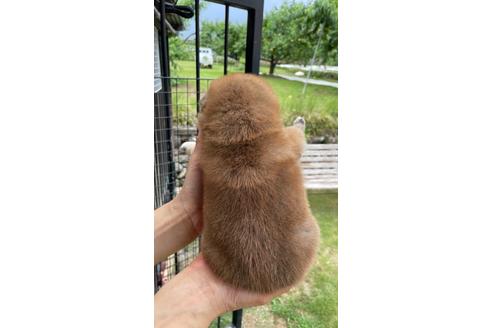 成約済の山梨県の柴犬-137228の4枚目