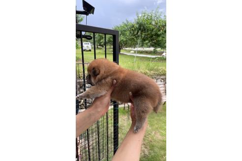 成約済の山梨県の柴犬-137228の3枚目