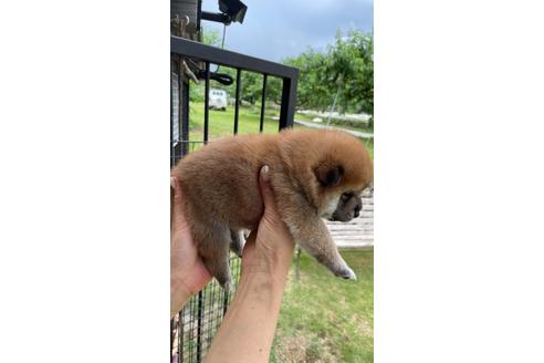 成約済の山梨県の柴犬-137228の2枚目