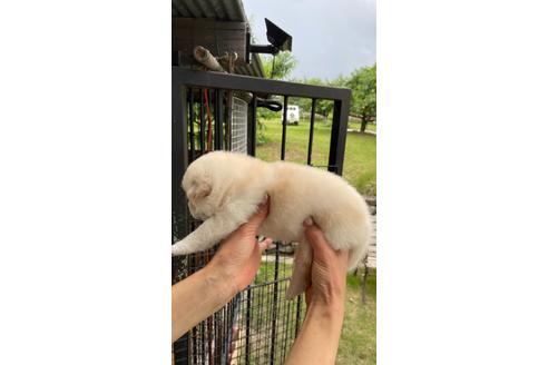 成約済の山梨県の柴犬-137234の2枚目