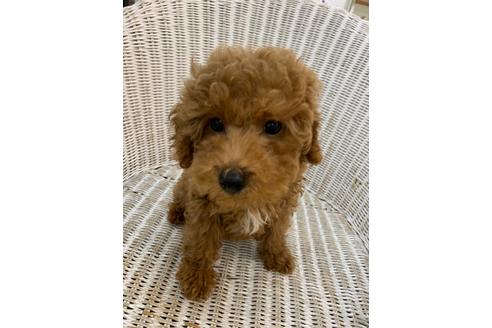 成約済の北海道のトイプードル-133992の16枚目