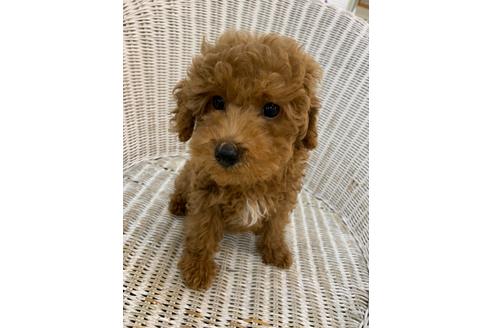 成約済の北海道のトイプードル-133992の15枚目