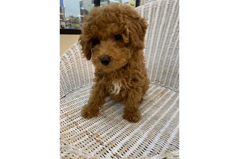 成約済の北海道のトイプードル-133992の14枚目