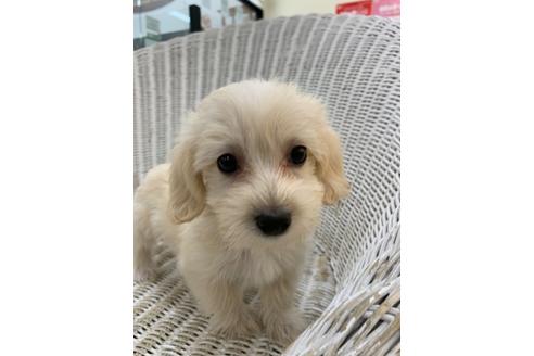 成約済の北海道のミックス犬-136521