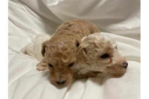 成約済の東京都のミックス犬-134662の10枚目