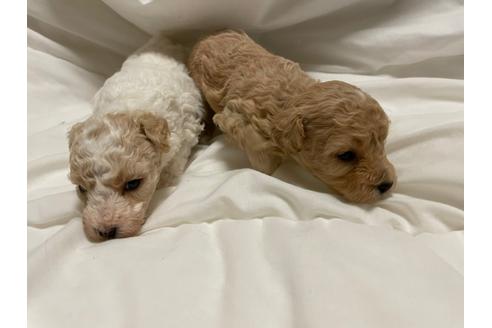 成約済の東京都のミックス犬-134662の9枚目