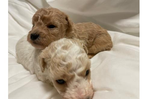 成約済の東京都のミックス犬-134662の7枚目