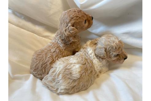 成約済の東京都のミックス犬-134959の18枚目