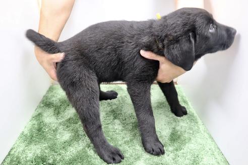 成約済の群馬県のラブラドールレトリーバー-137306の3枚目
