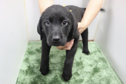 成約済の群馬県のラブラドールレトリーバー-137306の2枚目