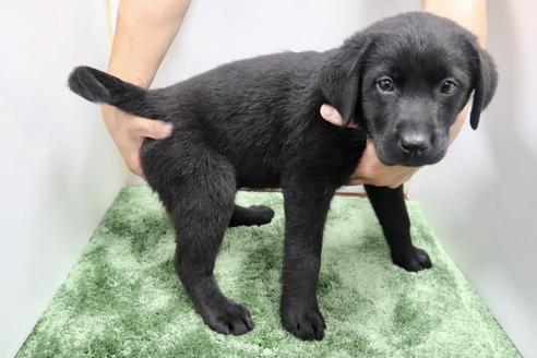 成約済の群馬県のラブラドールレトリーバー-137306の4枚目