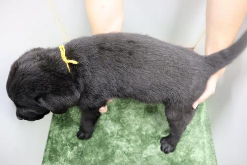 成約済の群馬県のラブラドールレトリーバー-137306の6枚目