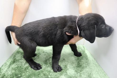 成約済の群馬県のラブラドールレトリーバー-137307の4枚目