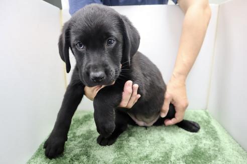 成約済の群馬県のラブラドールレトリーバー-137307の1枚目