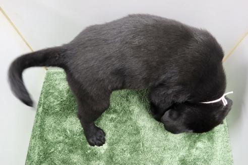 成約済の群馬県のラブラドールレトリーバー-137307の3枚目