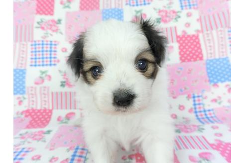 成約済の千葉県のパピヨン-137309の3枚目