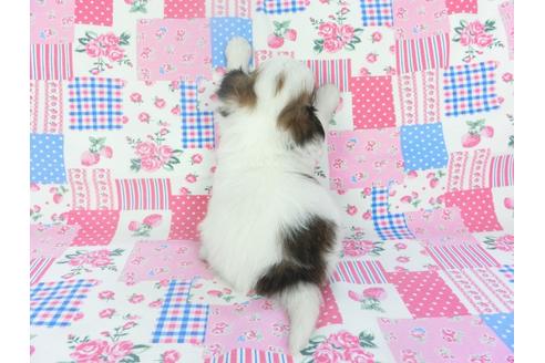 成約済の千葉県のパピヨン-137309の2枚目